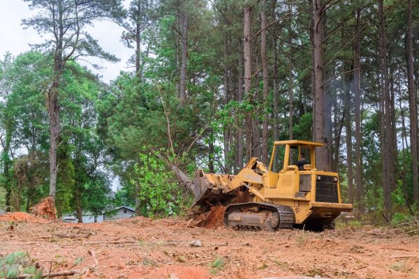 Cost of Trees Clearing in Evergreen