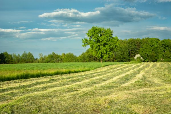 Cost of Vegetation Removal in Evergreen