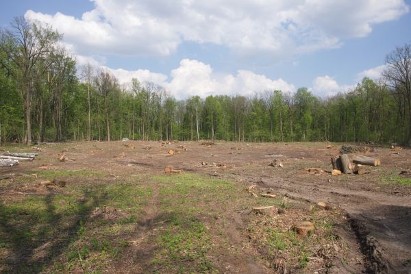 Cost of Pasture Clearing in Evergreen