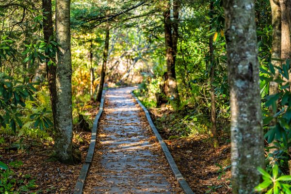 Cost of Trail Clearing in Evergreen