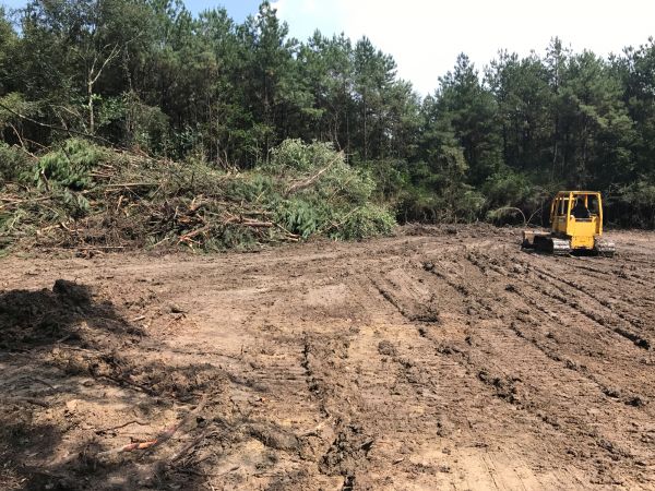 Cost of Thicket Clearing in Evergreen